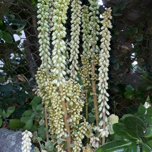 Umbilicus rupestris Flower