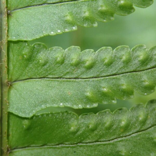 Nephrolepis undulata Fuelha