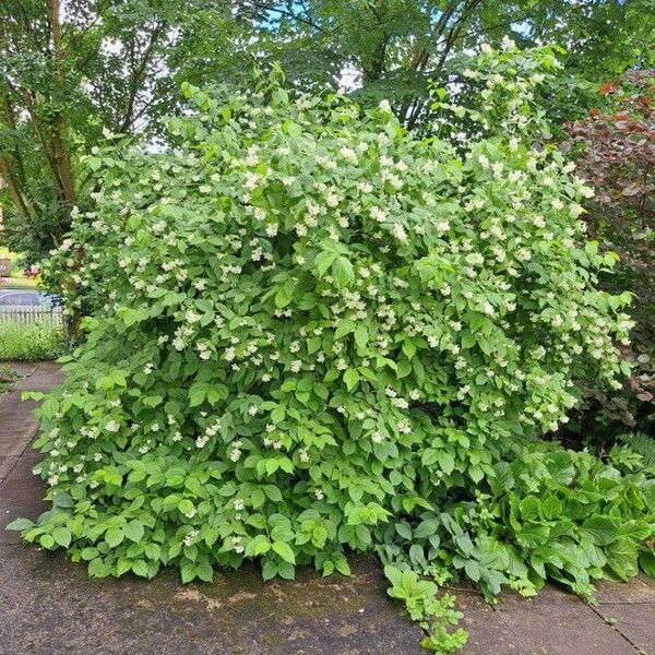 Philadelphus pubescens Tervik taim