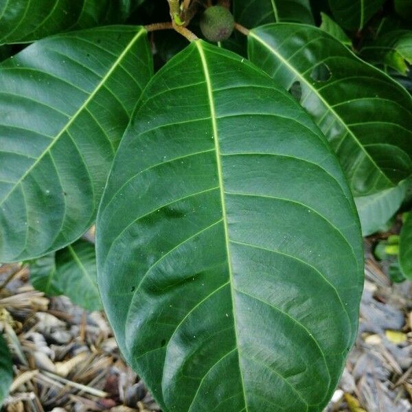 Ficus maxima Leaf