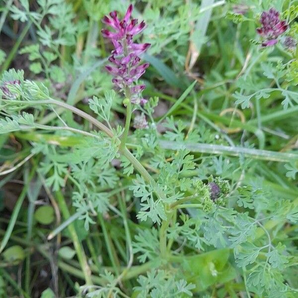 Fumaria officinalis Cvet