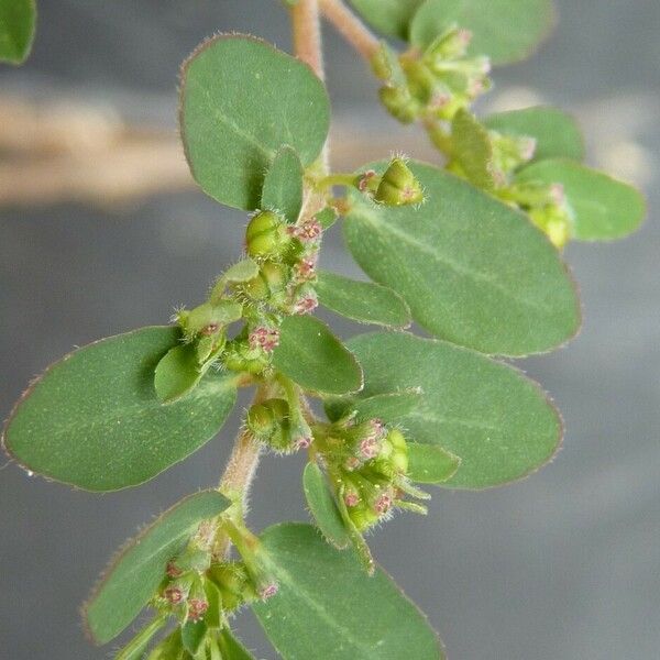 Euphorbia prostrata Flower