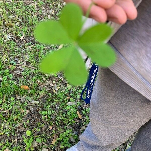 Oxalis stricta Leaf