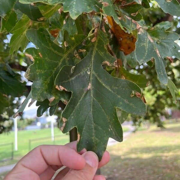 Quercus coccinea Fulla