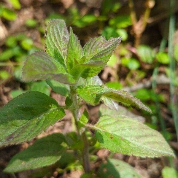 Mentha aquatica Deilen