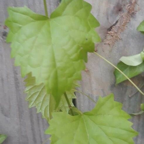 Vitis rotundifolia 葉