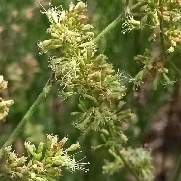 Silene borysthenica Bloem