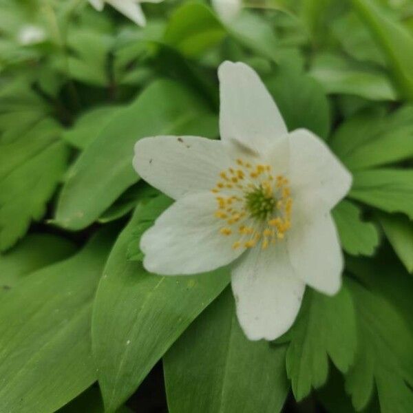 Anemone nemorosa ফুল