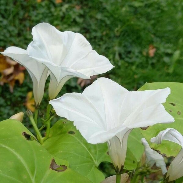 Ipomoea alba Flower