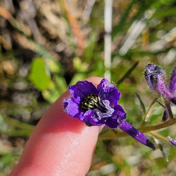 Delphinium nuttallianum Flor