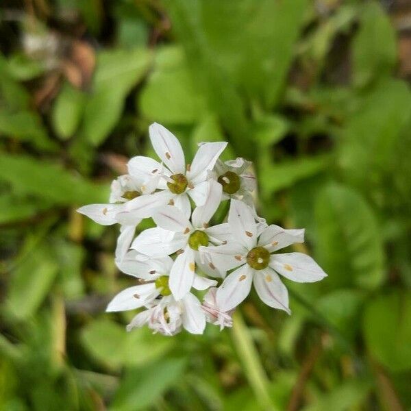 Allium trifoliatum 花
