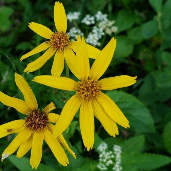 Arnica latifolia Blodyn