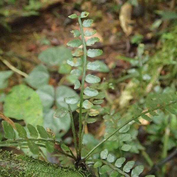 Asplenium barteri Blatt