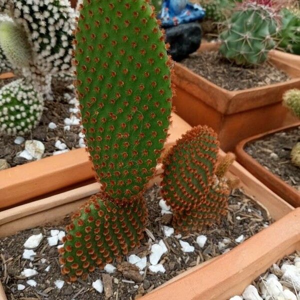 Opuntia microdasys Leaf