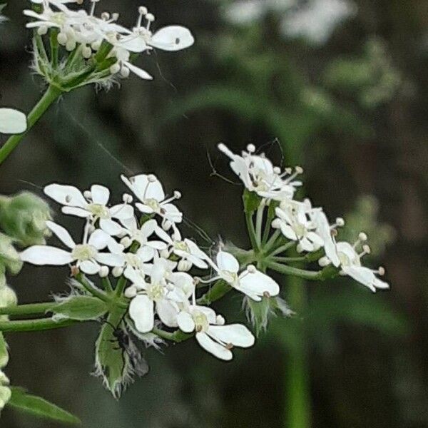 Chaerophyllum aureum Цветок