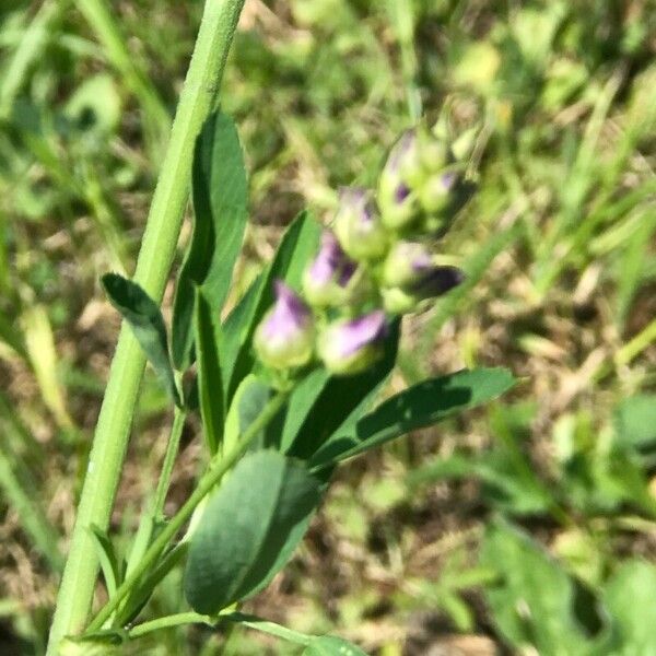 Medicago × varia Flower