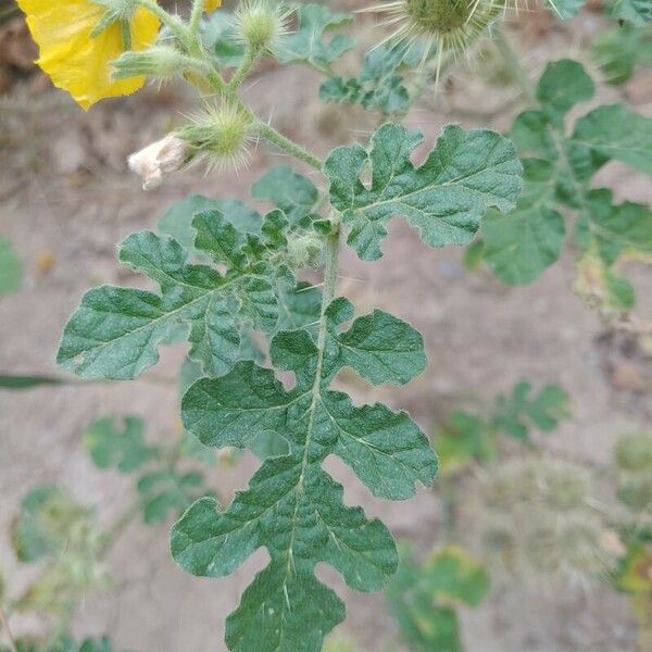 Solanum rostratum 葉