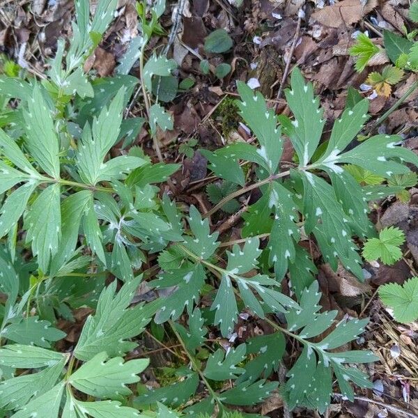Hydrophyllum virginianum Levél