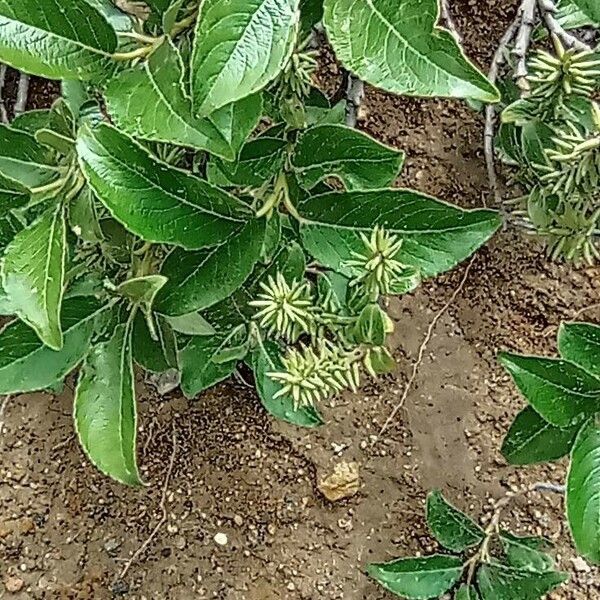 Salix nakamurana फल