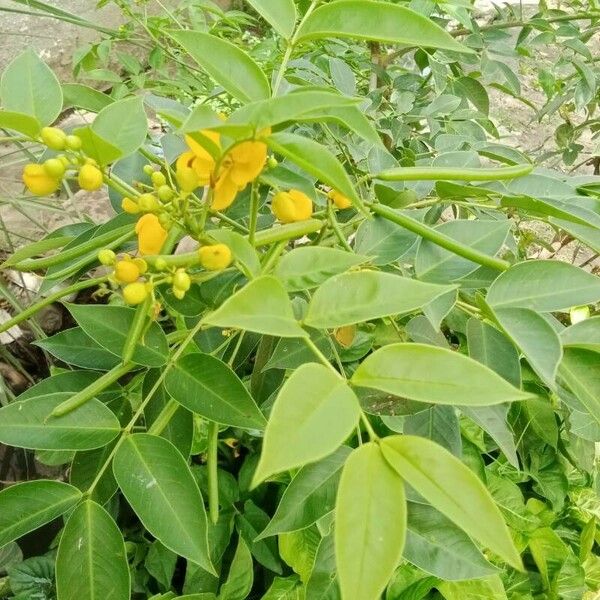 Senna occidentalis ফুল