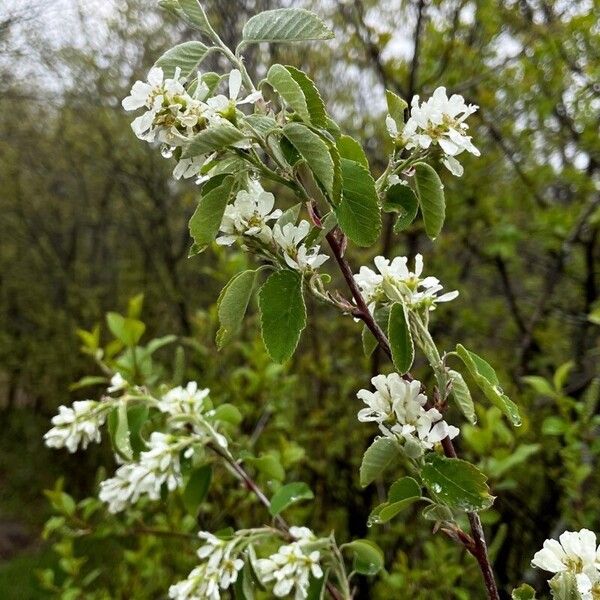 Amelanchier alnifolia Hostoa