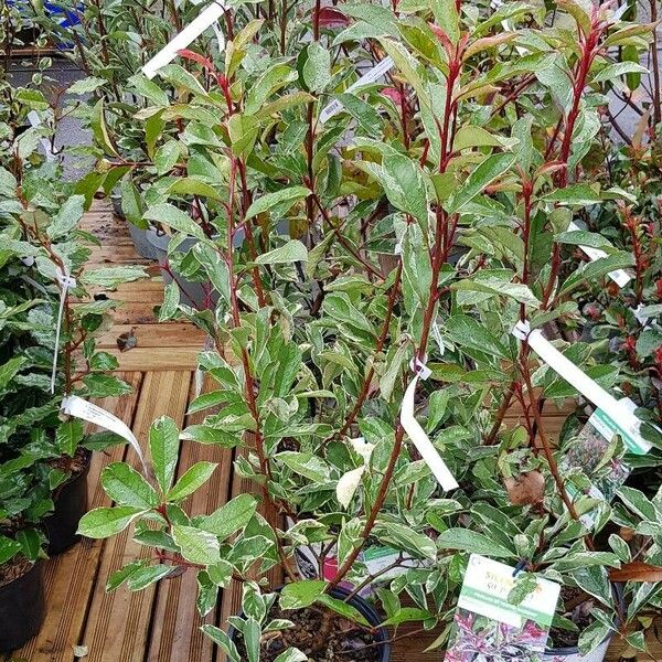 Photinia fraseri عادت داشتن