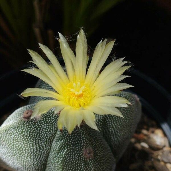 Astrophytum myriostigma Квітка