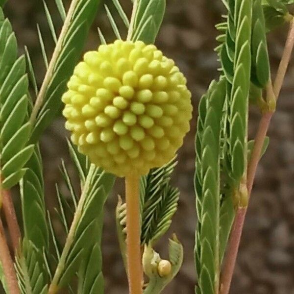 Leucaena leucocephala 花