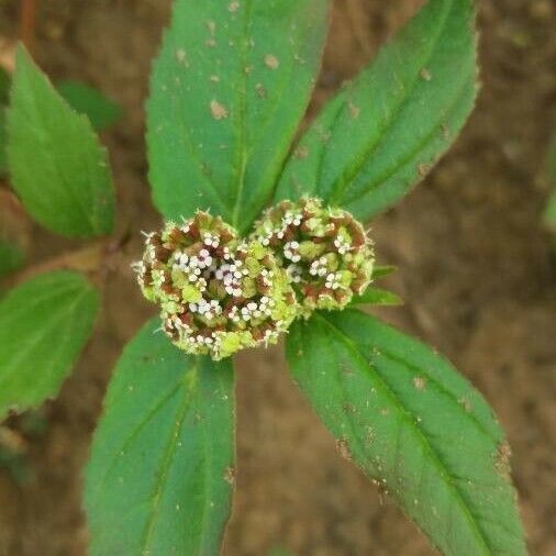 Euphorbia hirta ফুল