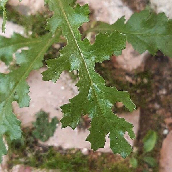 Senecio sylvaticus Frunză