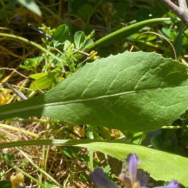 Urospermum picroides Liść