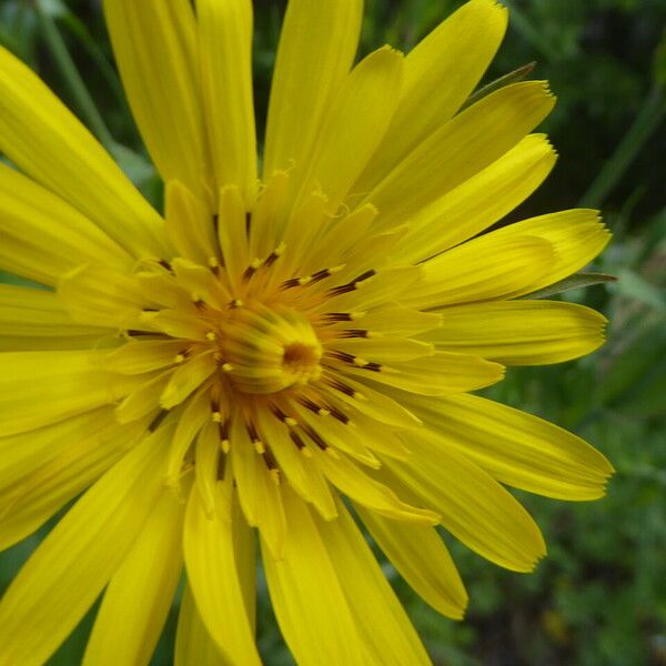 Tragopogon pratensis Floare