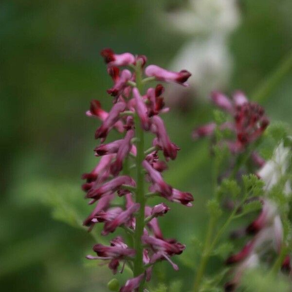 Fumaria officinalis Λουλούδι