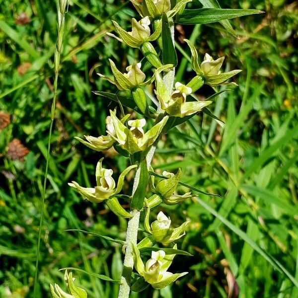 Epipactis muelleri Flower