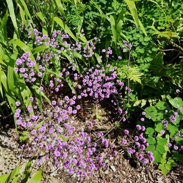 Thalictrum aquilegiifolium Hàbitat