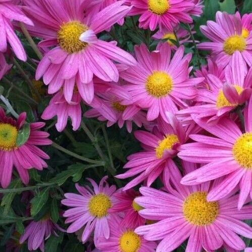 Aster alpinus Flower