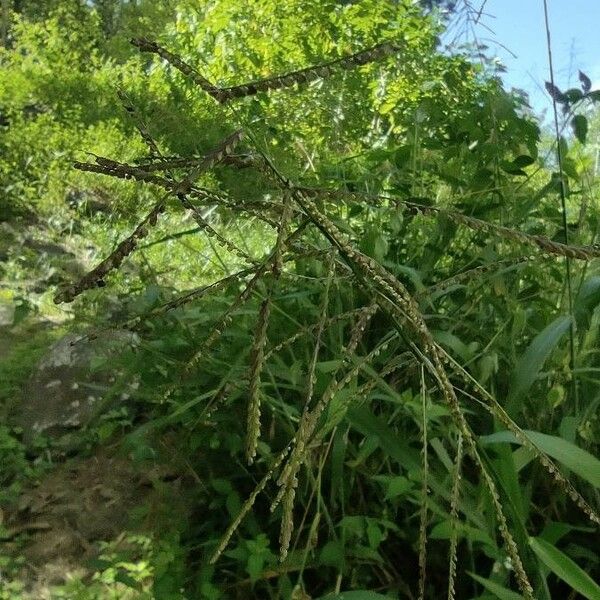 Urochloa mutica Fiore