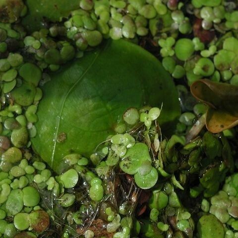 Lemna gibba Leaf