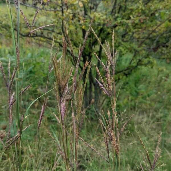 Andropogon gerardi Flower