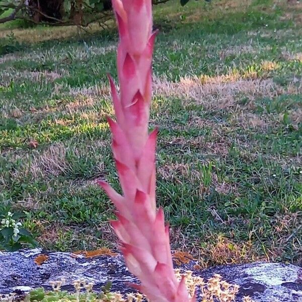 Sempervivum tectorum Bark