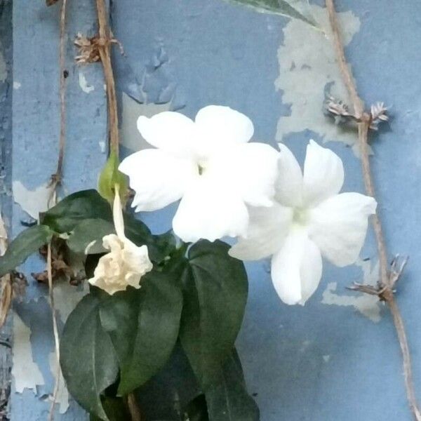 Thunbergia fragrans Flor