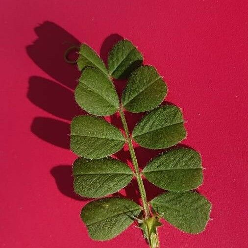 Lathyrus setifolius Yaprak