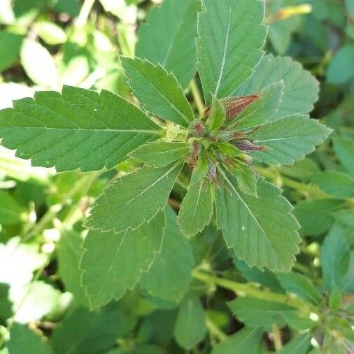 Turnera subulata Leaf