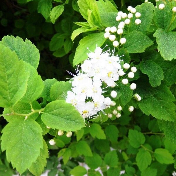 Spiraea media Blad