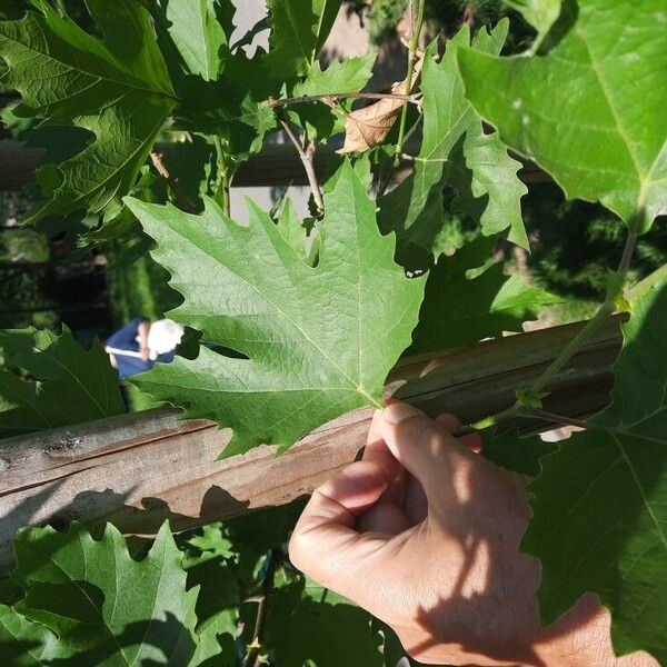 Platanus orientalis Folha