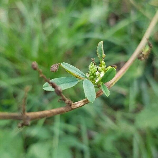 Melilotus albus Deilen