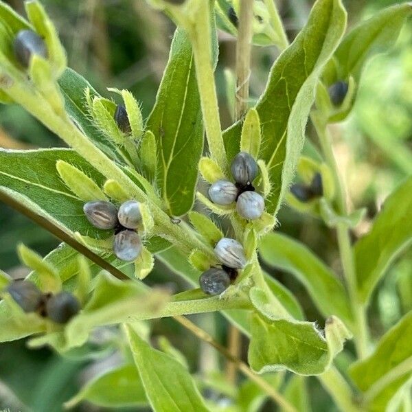 Lithospermum officinale Blomst