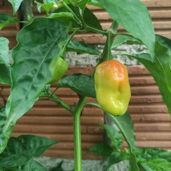 Capsicum chinense Fruit