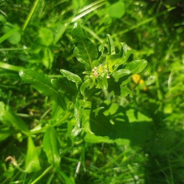 Reseda odorata Λουλούδι