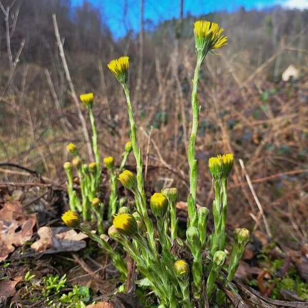 Tussilago farfara Kvet